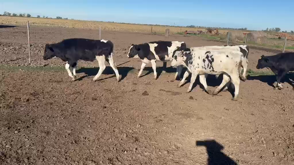 Lote 33 Terneros Holando en Seeber, Córdoba