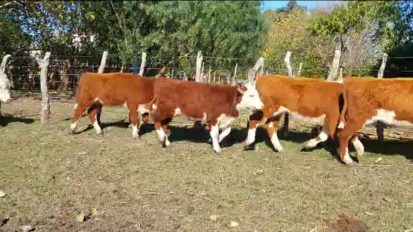 Lote 30 Terneras