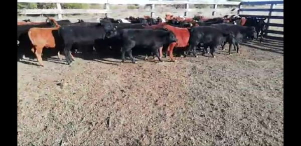 Lote 75 Terneros/as en Villaguay, Entre Ríos