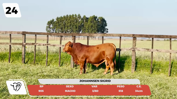 Lote LOTE 24- JUNIOR