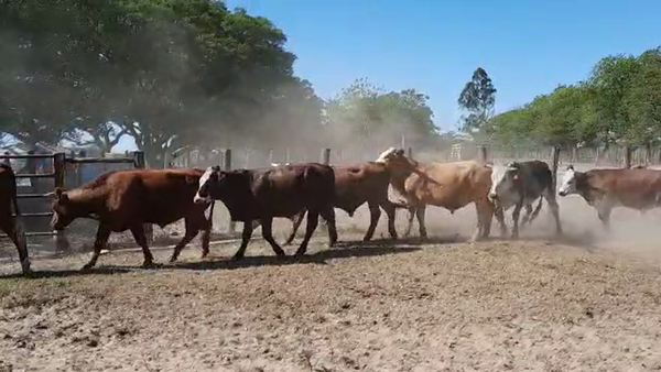 Lote 45 Novillos en Corrientes, Esquina