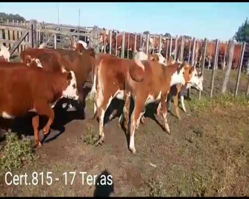 Lote TERNERAS