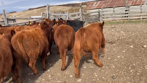 Lote 26 Ternera en Coyhaique, XI Región Aysén