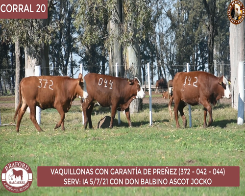 Lote Vaquillona Braford Cabaña El Retiro