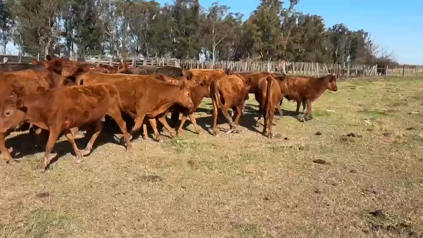 Lote 52 Terneras