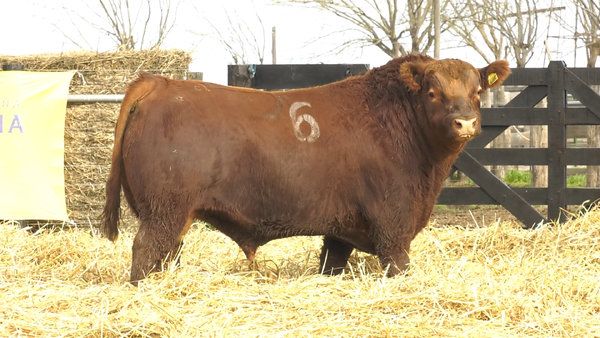 5 - 4254C — TOROS ANGUS PURO CONTROLADO