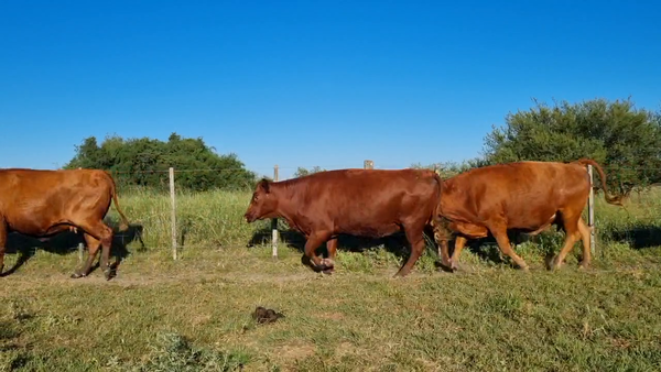 Lote 20 Vaquillonas C/ gtia de preñez