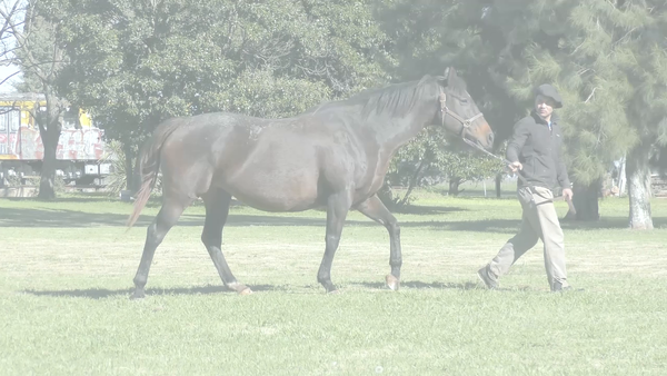 Lote HERNIKA (ROMAN RULER -  HELENA SMILE)  Preñez por  DADDY LONG LEGS