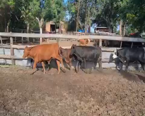 Lote 128 Terneros en Misión San Fco., Formosa
