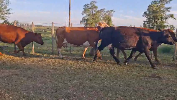 Lote VACAS INVERNAR