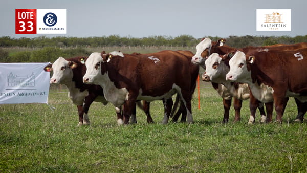 Lote LOTE 33 - VAQUILLAS BRAFORD PLANTELERAS SEÑAL ´18 PREÑADAS IATF