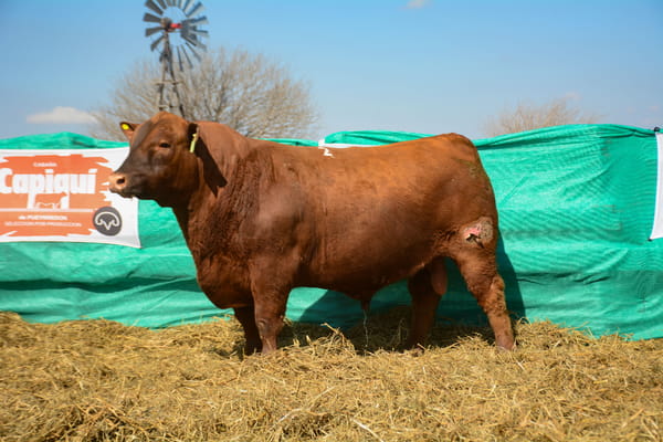 Lote Toros