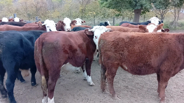 Lote 20 Novillos