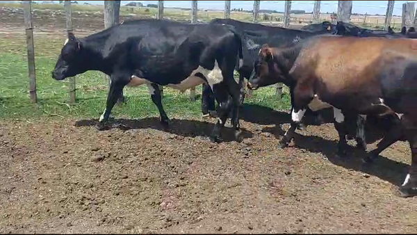 Lote 13 Novillos Cruzas en Juan Soler
