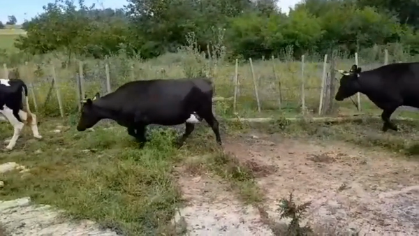 Lote (Vendido)4 Industria 450kg -  en COLONIA SUIZA