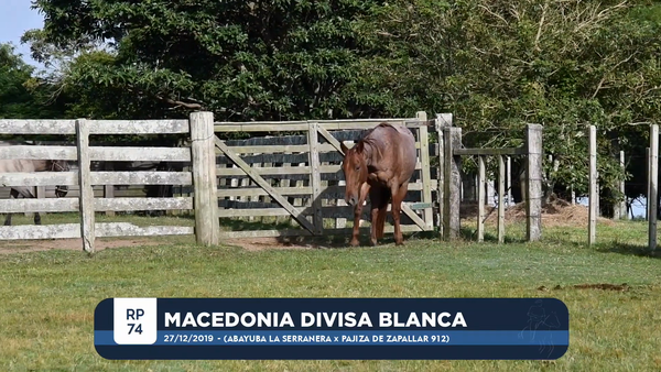 Lote MACEDONIA DIVISA BLANCA