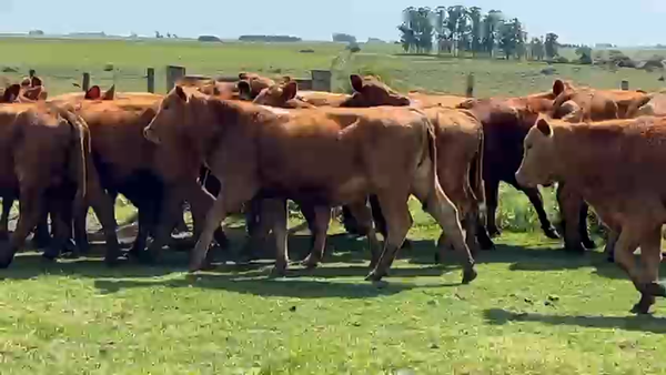 Lote Vaquillonas