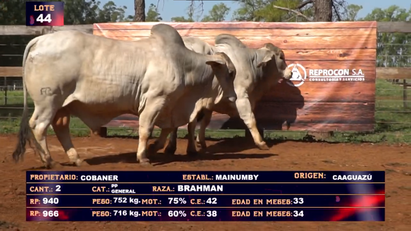 Lote COBANER SA  LOTE 44