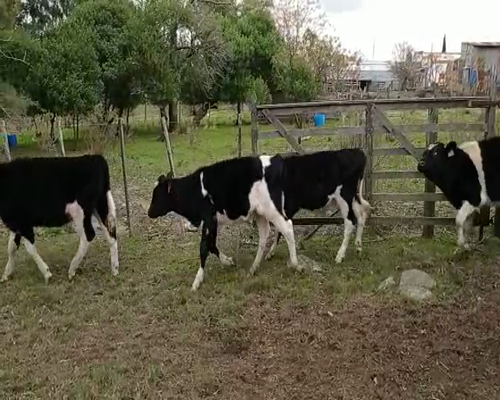 Lote 7 Terneros en Colonia