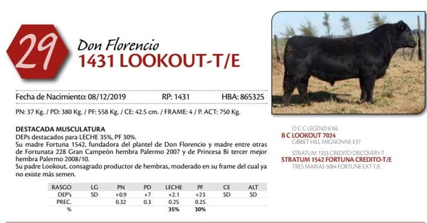 Lote TORO