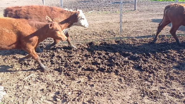 Lote 29 Terneros/as Cruzas en Col. San Pedro, Córdoba
