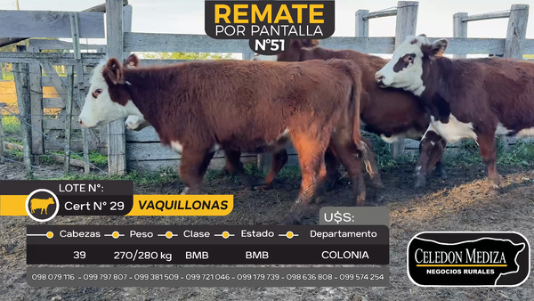 Lote 39 Vaquillonas  en Tarariras, Colonia