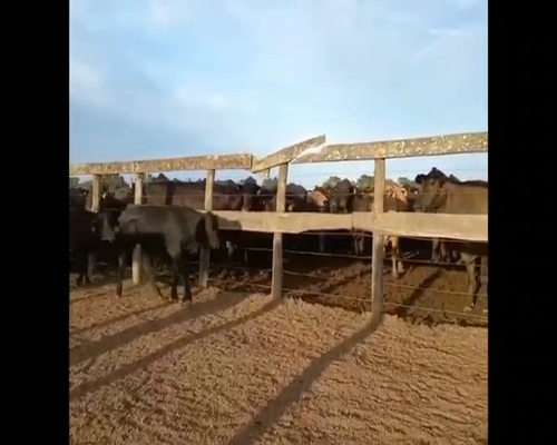 Lote 80 Terneros en Puero Tirol, Chaco