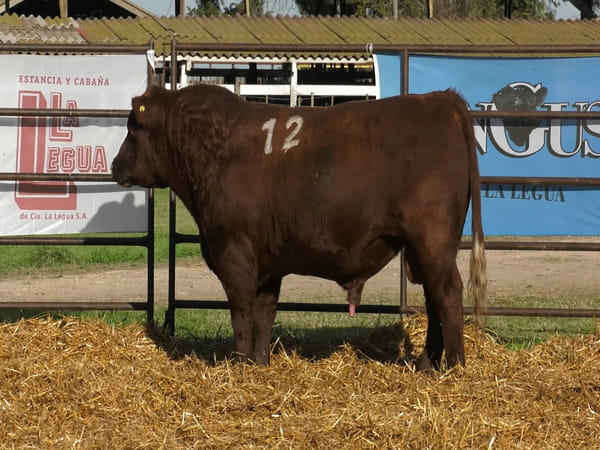 Lote TOROS ANGUS COLORADOS PC