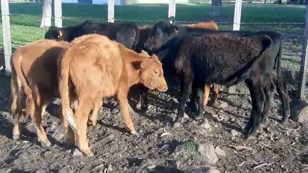 Lote 8 Terneros machos Hereford y Angus