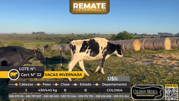 Lote 2 Vacas de Invernada en Piedra Chata, a 15 km de Cardona Colonia