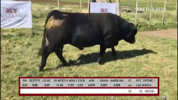 Lote TOROS ABERDEEN ANGUS