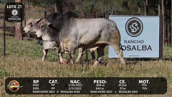 Lote LOTE 21
