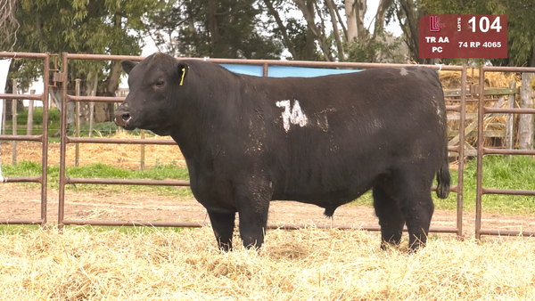 74 4065 — TOROS ANGUS NEGROS  PC