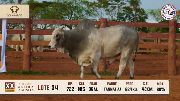 Lote Lote 34