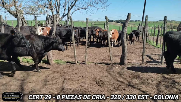 Lote 8 Piezas de cría en Colonia