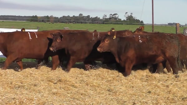Lote Vaquillonas Coloradas para entorar