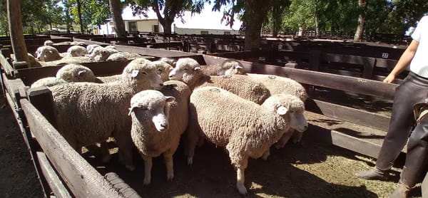 Lote 19 borregas puro de origen 2dts