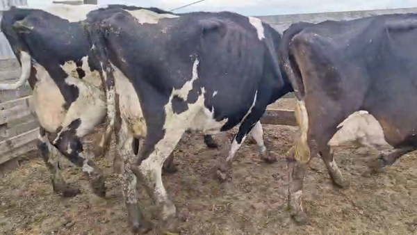 Lote 3 Vaca, San José