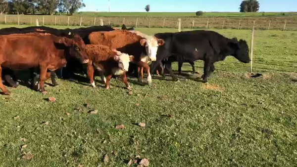 Lote 12 piezas de cria
