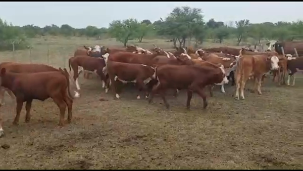 Lote 55 Terneros/as en La Paz, Entre Ríos