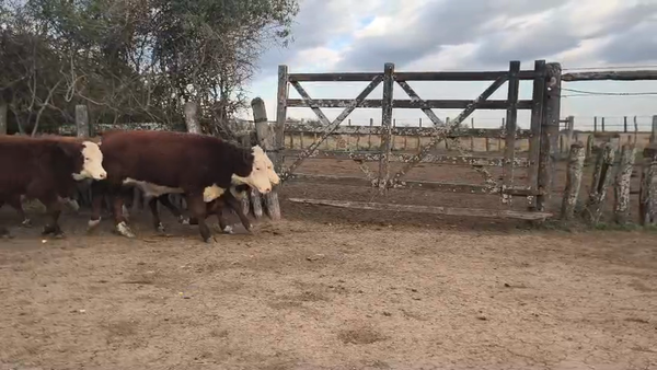 Lote 93 Terneros/as en Corrientes, Curuzu Cuatia