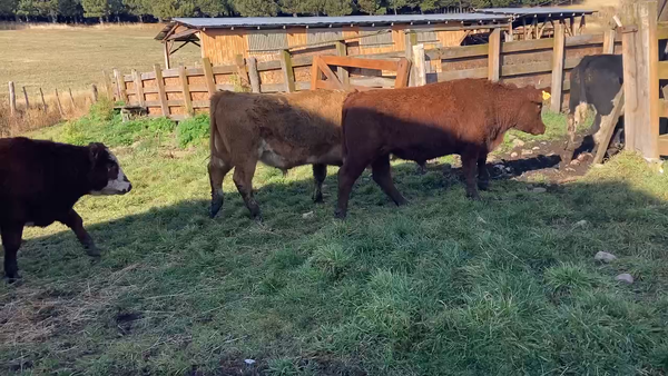 Lote 21 Novillo Engorda en Coyhaique, XI Región Aysén