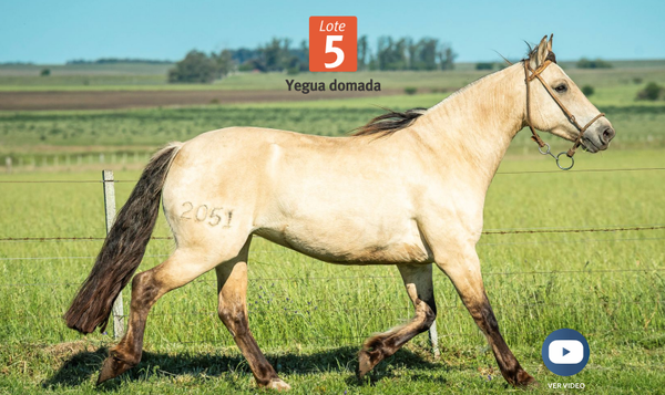 Lote DEL SILENCIO BATATA