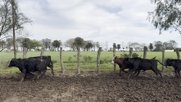 Lote 220 Terneras