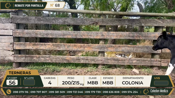 Lote 4 Terneros en Colonia