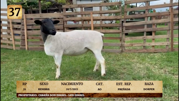 Lote LOTE 37