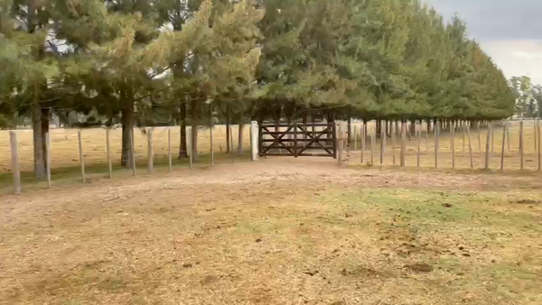 Lote 5 Vacas C/ gtia de preñez en Brandsen, Buenos Aires