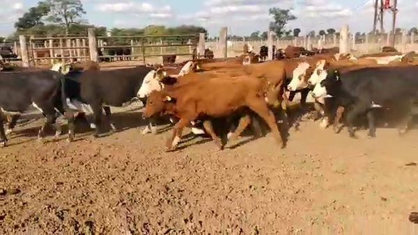 Lote 64 Terneros/as en Tintina, Santiago del Estero