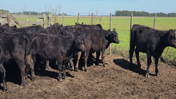 Lote 52 Terneras EN TANDIL