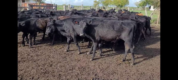 Lote 50 Terneras en Villaguay, Entre Ríos